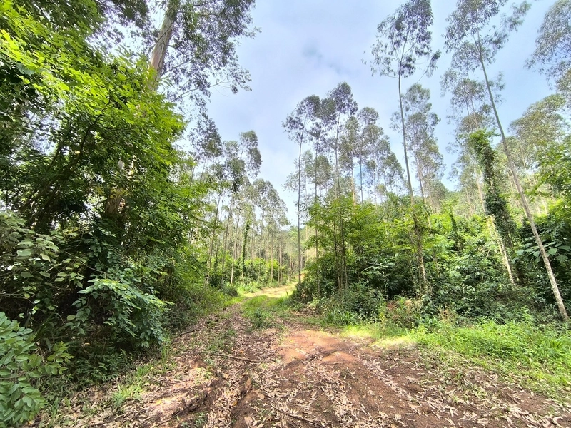 ROLANTE - TERRA DE 12 HECTARES COM EUCALIPTO - ALTO ROLANTE: 2ª foto da galeria de imagens do imóvel