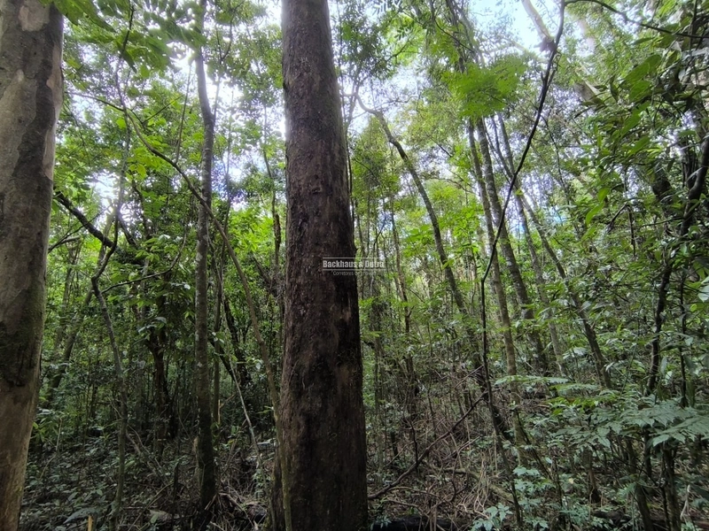 16,5 Hectares com árvores de pinus, eucalipto e eucalipto vermelho: 10ª foto da galeria de imagens do imóvel