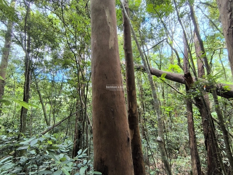 16,5 Hectares com árvores de pinus, eucalipto e eucalipto vermelho: 8ª foto da galeria de imagens do imóvel