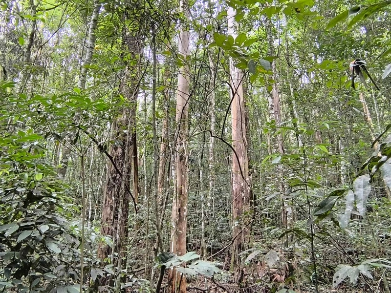 16,5 Hectares com árvores de pinus, eucalipto e eucalipto vermelho: 13ª foto da galeria de imagens do imóvel