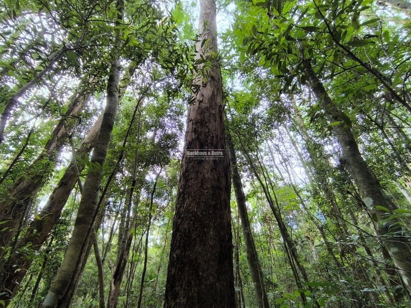 16,5 Hectares com árvores de pinus, eucalipto e eucalipto vermelho: 1ª foto da galeria de imagens do imóvel