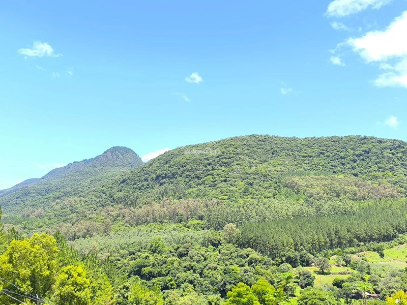 16,5 Hectares com árvores de pinus, eucalipto e eucalipto vermelho: 2ª foto da galeria de imagens do imóvel