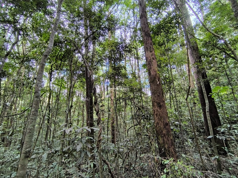 16,5 Hectares com árvores de pinus, eucalipto e eucalipto vermelho: 9ª foto da galeria de imagens do imóvel
