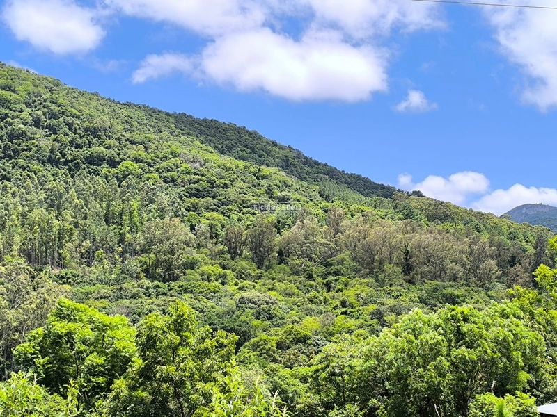 16,5 Hectares com árvores de pinus, eucalipto e eucalipto vermelho: 4ª foto da galeria de imagens do imóvel