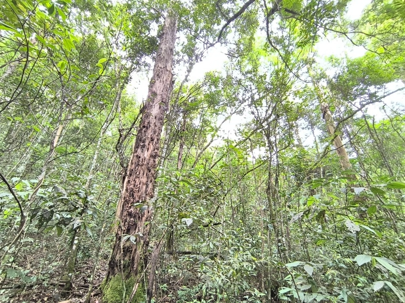 16,5 Hectares com árvores de pinus, eucalipto e eucalipto vermelho: 12ª foto da galeria de imagens do imóvel