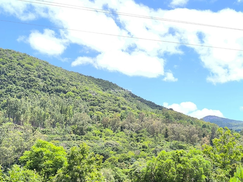 16,5 Hectares com árvores de pinus, eucalipto e eucalipto vermelho: 3ª foto da galeria de imagens do imóvel