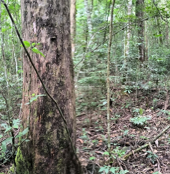 16,5 Hectares com árvores de pinus, eucalipto e eucalipto vermelho: 11ª foto da galeria de imagens do imóvel