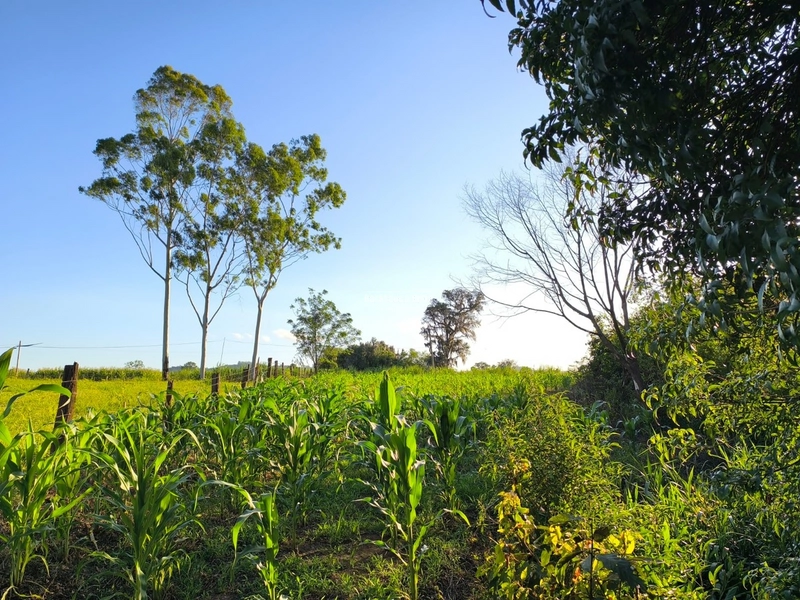Rolante - Chácara 7.314M²- RS 239 KM 17: 3ª foto da galeria de imagens do imóvel