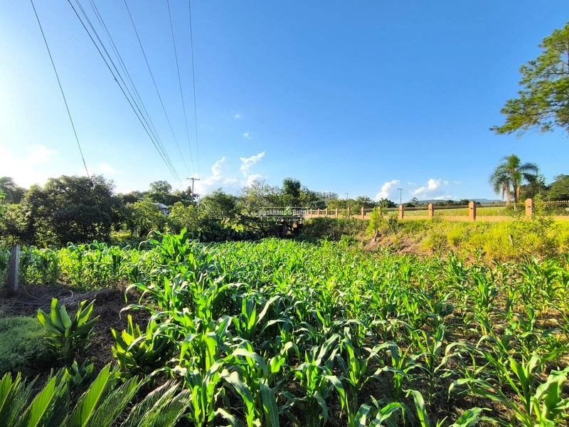 Rolante - Chácara 7.314M²- RS 239 KM 17: 11ª foto da galeria de imagens do imóvel