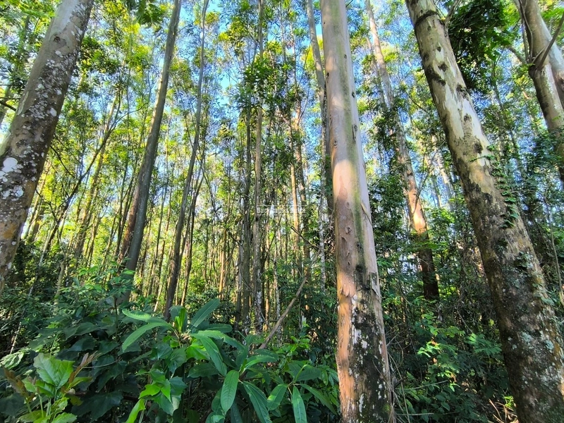 ROLANTE- CHÁCARA DE 3 HECTARES COM EUCALIPTO - AÇOITA CAVALO: 2ª foto da galeria de imagens do imóvel