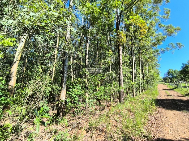 ROLANTE- CHÁCARA DE 3 HECTARES COM EUCALIPTO - AÇOITA CAVALO: 1ª foto da galeria de imagens do imóvel