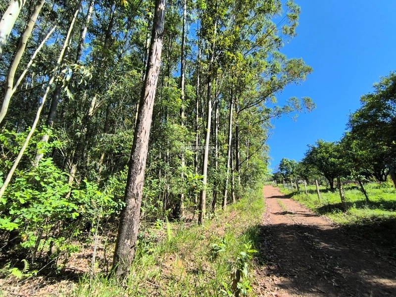 ROLANTE- CHÁCARA DE 3 HECTARES COM EUCALIPTO - AÇOITA CAVALO: 4ª foto da galeria de imagens do imóvel