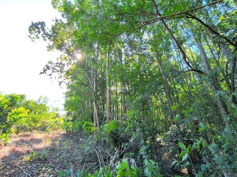 ROLANTE- CHÁCARA DE 3 HECTARES COM EUCALIPTO - AÇOITA CAVALO: 3ª foto da galeria de imagens do imóvel