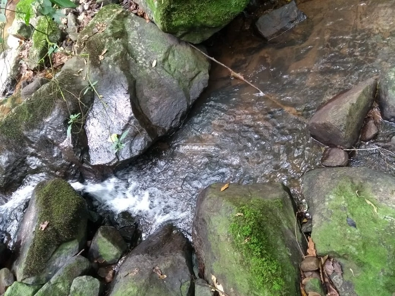 Rolante - Chácara 1,6 hectares - Próximo a Cascata: 10ª foto da galeria de imagens do imóvel