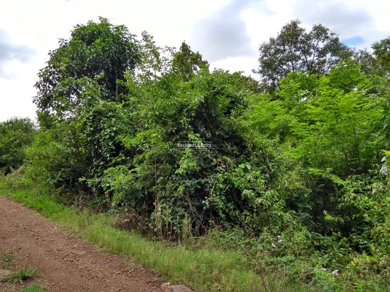 Rolante - Chácara 1,6 hectares - Próximo a Cascata: 7ª foto da galeria de imagens do imóvel
