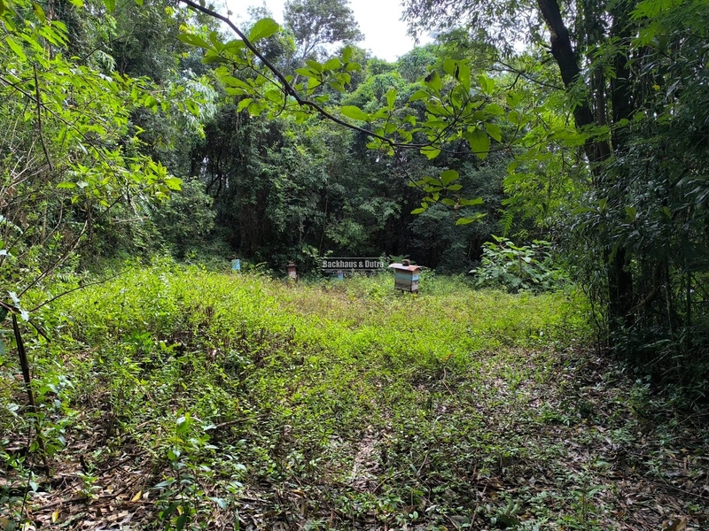 Rolante - Chácara 2,1 hectares - Morro Grande: 4ª foto da galeria de imagens do imóvel