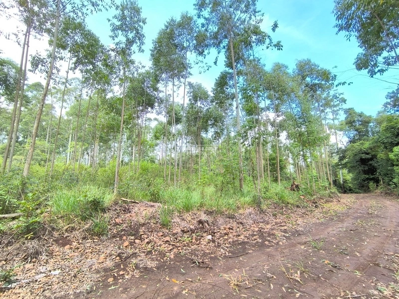 Rolante - Chácara 2,1 hectares - Morro Grande: 2ª foto da galeria de imagens do imóvel