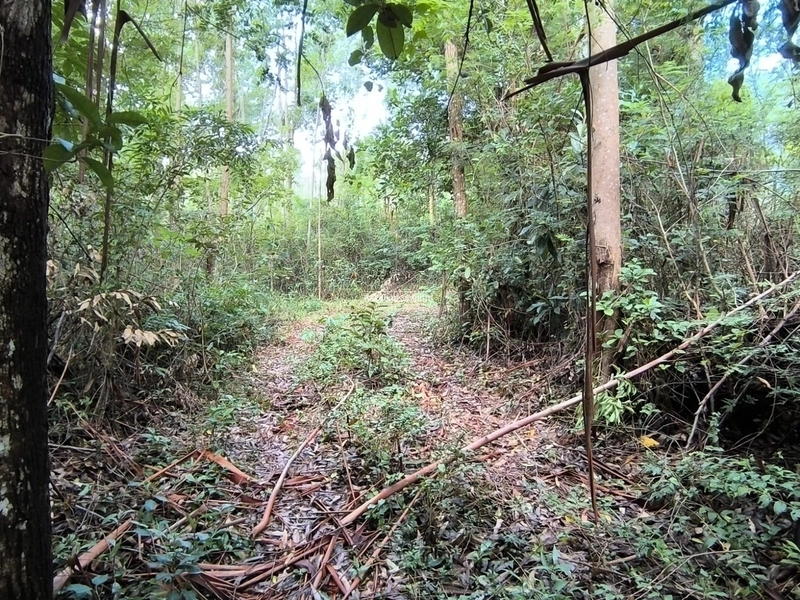 Rolante - Chácara 2,1 hectares - Morro Grande: 3ª foto da galeria de imagens do imóvel