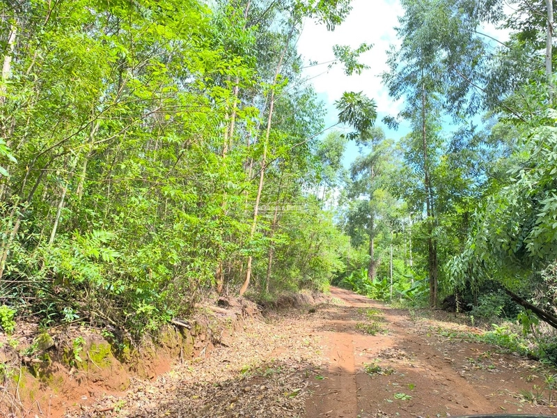 Rolante - Chácara 2,1 hectares - Morro Grande: 8ª foto da galeria de imagens do imóvel