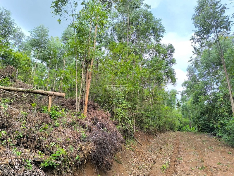 Rolante - Chácara 2,1 hectares - Morro Grande: 10ª foto da galeria de imagens do imóvel