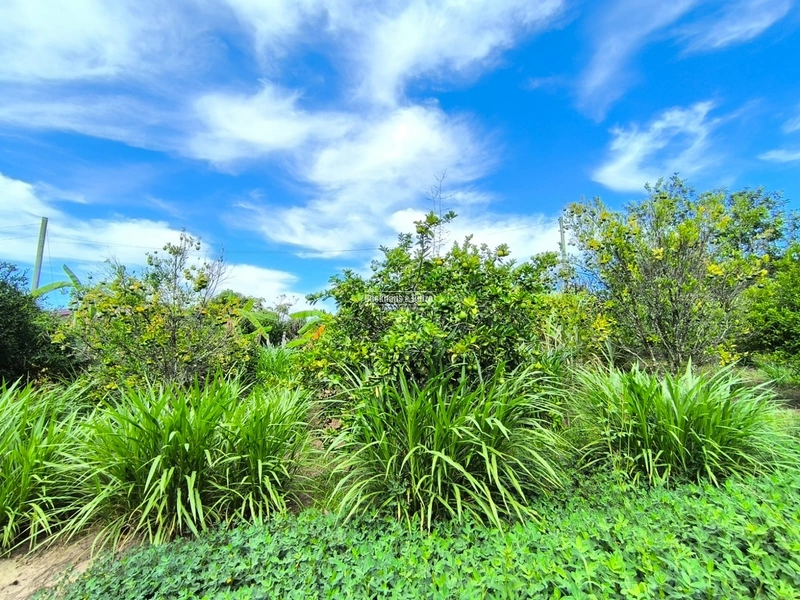 Rolante - Chácara 30.700M²- Campinas 1: 5ª foto da galeria de imagens do imóvel