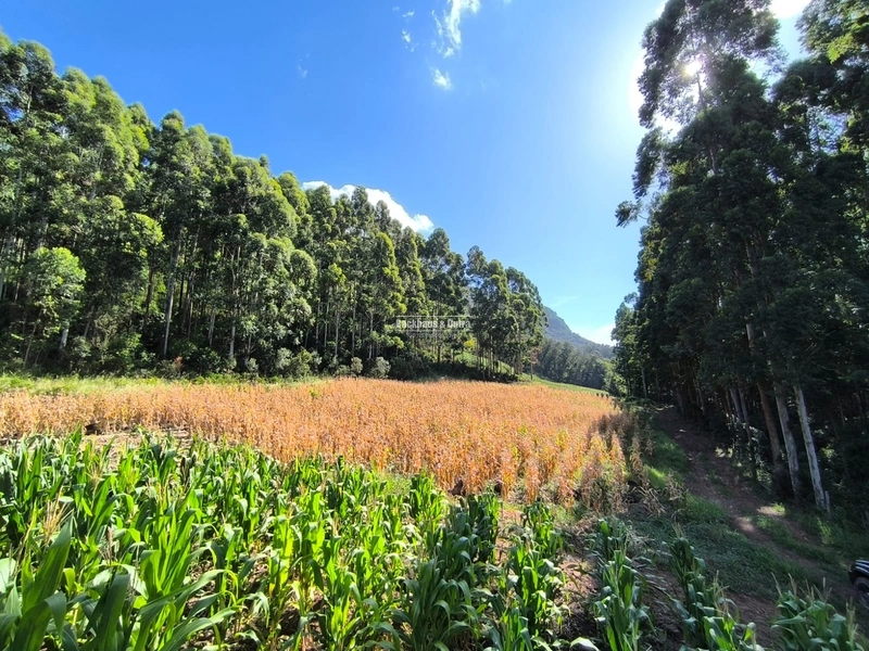 Riozinho - 2,7 hectares - Paredão: 7ª foto da galeria de imagens do imóvel