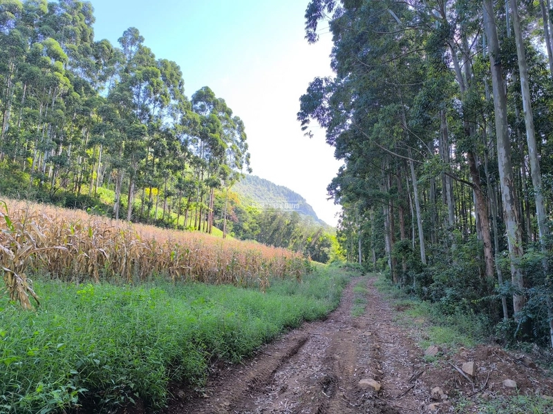 Riozinho - 2,7 hectares - Paredão: 14ª foto da galeria de imagens do imóvel