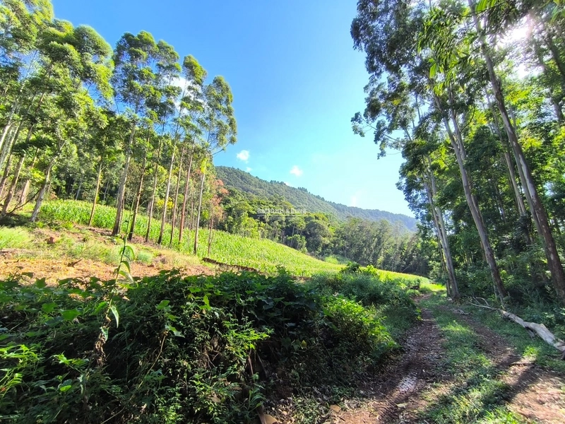 Riozinho - 2,7 hectares - Paredão: 2ª foto da galeria de imagens do imóvel