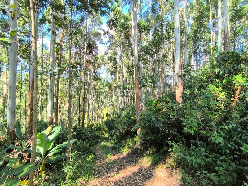 Riozinho - 2,7 hectares - Paredão: 5ª foto da galeria de imagens do imóvel