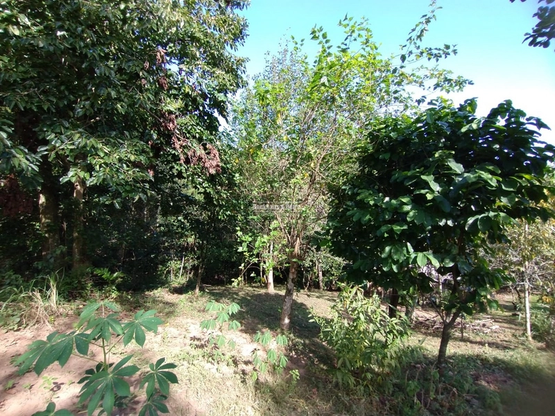 Rolante - 4 hectares - Açoita Cavalo: 9ª foto da galeria de imagens do imóvel