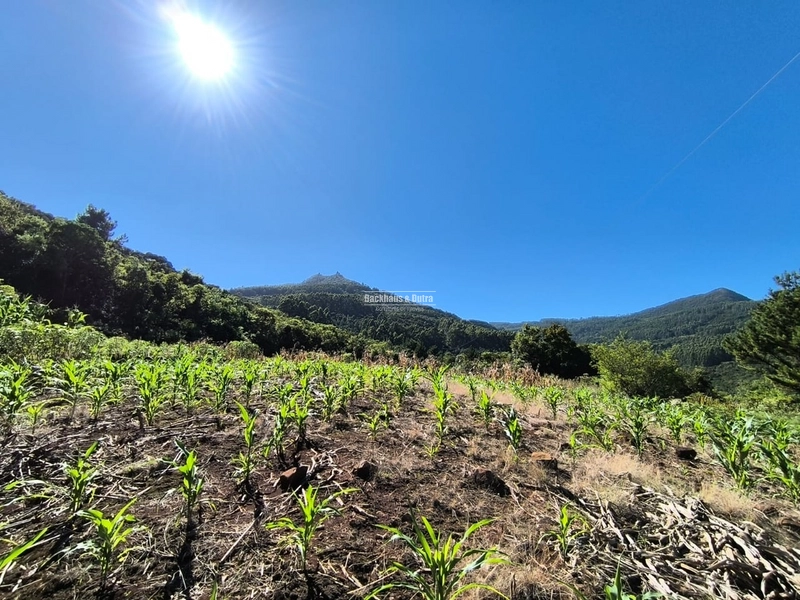 Rolante - Chácara de 1,5 hectares - Colônia Monge: 4ª foto da galeria de imagens do imóvel