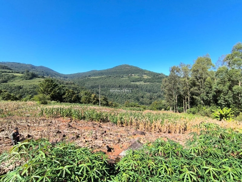Rolante - Chácara de 1,5 hectares - Colônia Monge: 6ª foto da galeria de imagens do imóvel