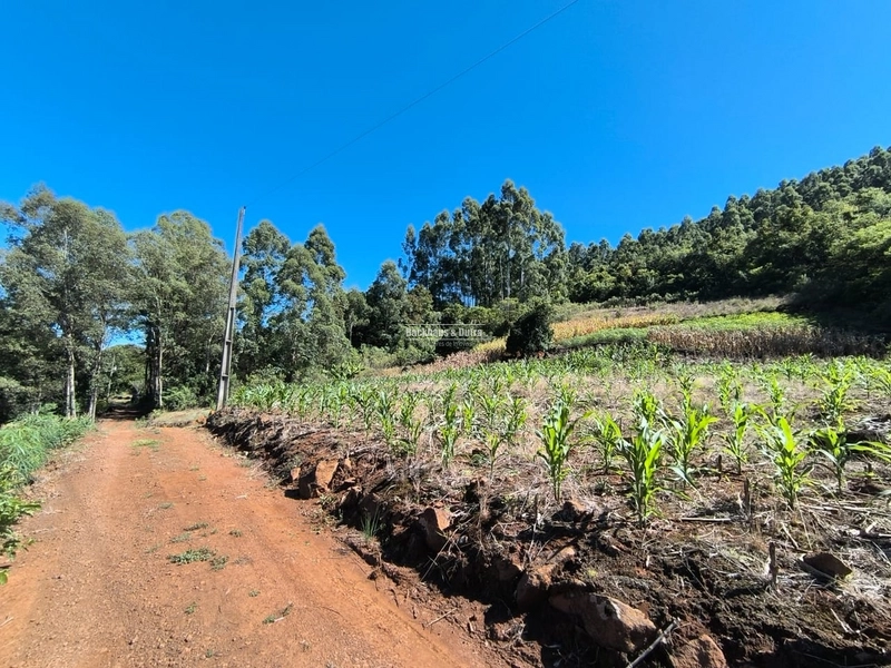 Rolante - Chácara de 1,5 hectares - Colônia Monge: 2ª foto da galeria de imagens do imóvel