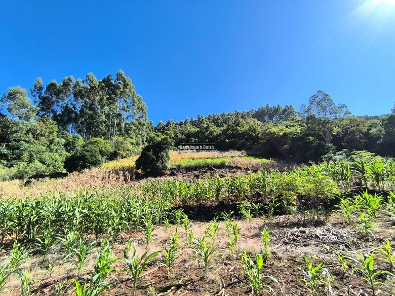 Rolante - Chácara de 1,5 hectares - Colônia Monge: 9ª foto da galeria de imagens do imóvel