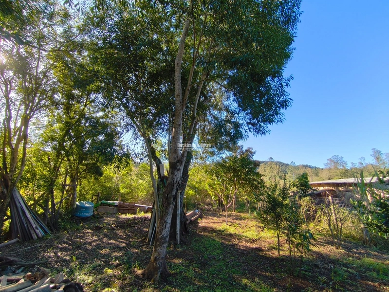 Rolante - Chácara 1 Hectare - Alto Rolante: 5ª foto da galeria de imagens do imóvel