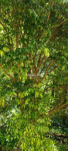 : 29ª foto da galeria de imagens do imóvel