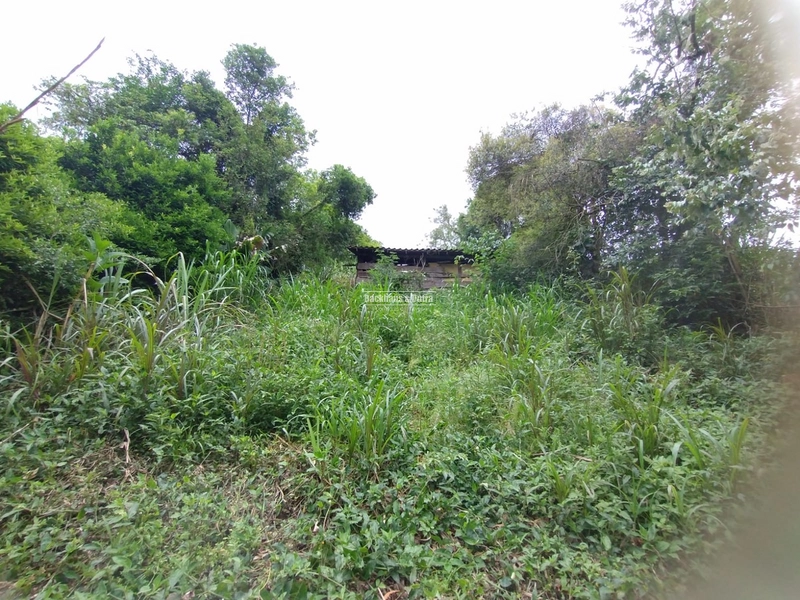 Rolante - Sítio Próximo à Cidade com Área para Cultivo e Loteamento: 14ª foto da galeria de imagens do imóvel