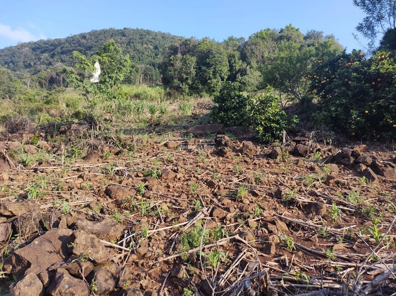 Rolante - Sítio 2 Hectares à Venda na Colônia Monge – Alto Rolantinho.: 7ª foto da galeria de imagens do imóvel