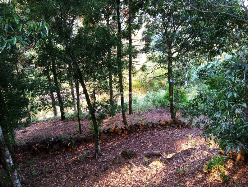 Rolante - Sítio 2 Hectares à Venda na Colônia Monge – Alto Rolantinho.: 19ª foto da galeria de imagens do imóvel