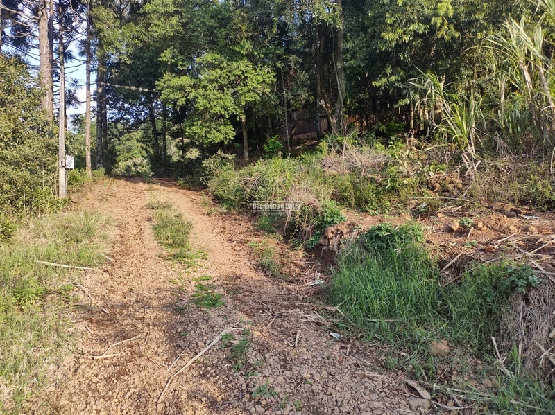 Rolante - Sítio 2 Hectares à Venda na Colônia Monge – Alto Rolantinho.: 9ª foto da galeria de imagens do imóvel