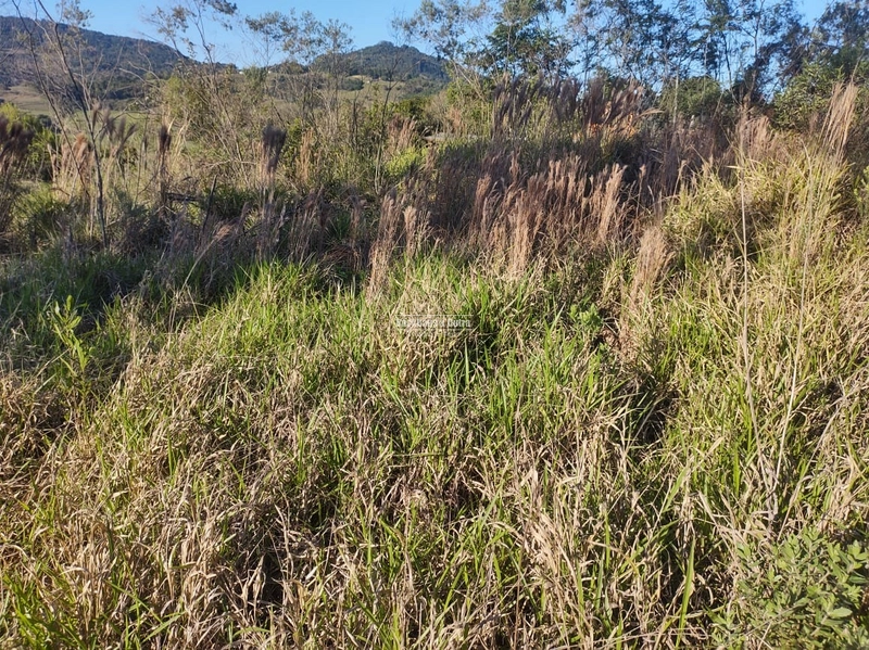 Rolante - Sítio 2 Hectares à Venda na Colônia Monge – Alto Rolantinho.: 6ª foto da galeria de imagens do imóvel