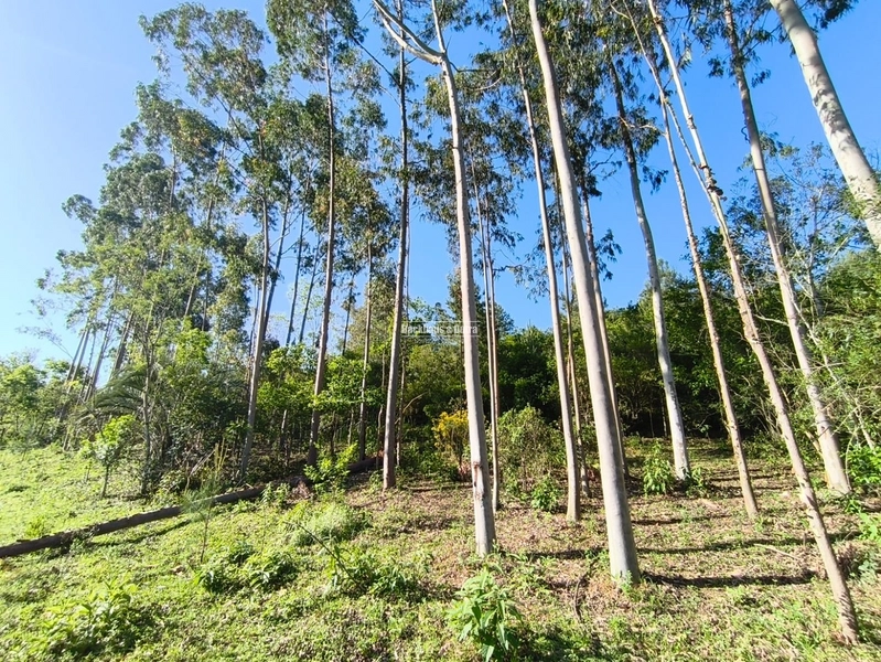 Rolante - Chácara de 2 Hectares Escriturados em Açoita Cavalo.: 16ª foto da galeria de imagens do imóvel