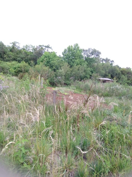Rolante - Propriedade Rural de 12ha com estufa – Sertão do Canta Galo.: 15ª foto da galeria de imagens do imóvel