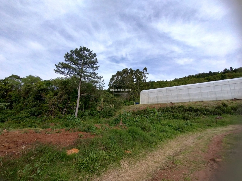 Rolante - Propriedade Rural de 12ha com estufa – Sertão do Canta Galo.: 8ª foto da galeria de imagens do imóvel