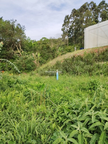 Rolante - Propriedade Rural de 12ha com estufa – Sertão do Canta Galo.: 7ª foto da galeria de imagens do imóvel