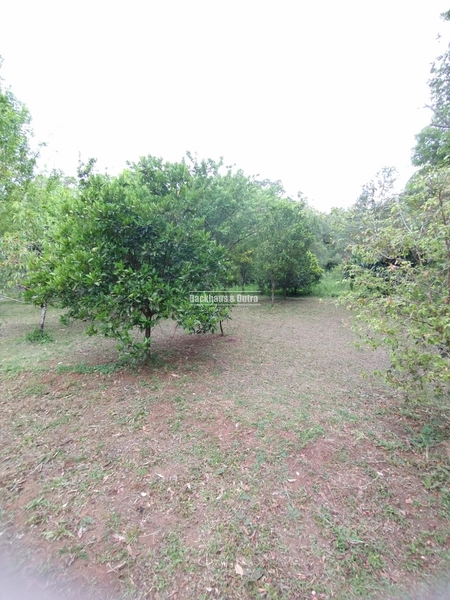 Rolante - Propriedade Rural de 12ha com estufa – Sertão do Canta Galo.: 11ª foto da galeria de imagens do imóvel