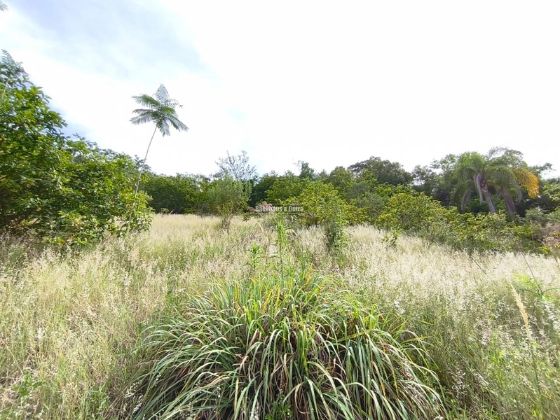 Rolante - Imóvel Rural 3 Hectares com casa - Linha Petry: 16ª foto da galeria de imagens do imóvel