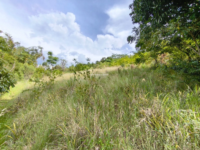 Rolante - Imóvel Rural 3 Hectares com casa - Linha Petry: 14ª foto da galeria de imagens do imóvel