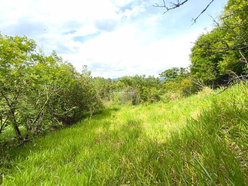 Rolante - Imóvel Rural 3 Hectares com casa - Linha Petry: 15ª foto da galeria de imagens do imóvel
