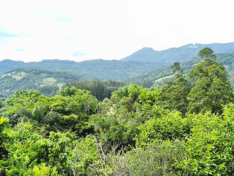 Rolante - Imóvel Rural 3 Hectares com casa - Linha Petry: 13ª foto da galeria de imagens do imóvel